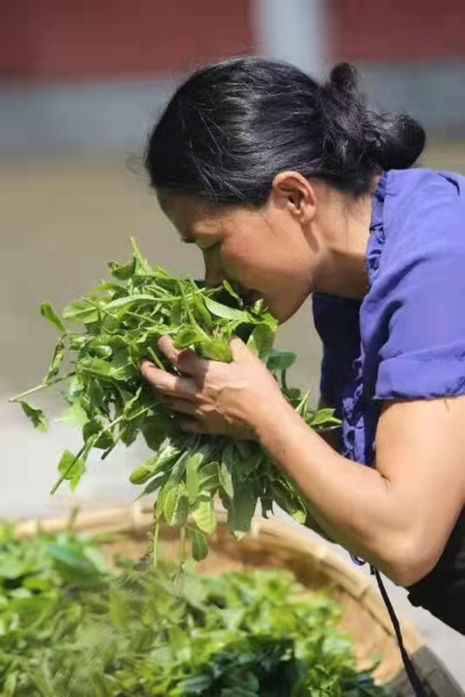 大美临沧滇红凤庆之二岁月静好守护滇红本真
