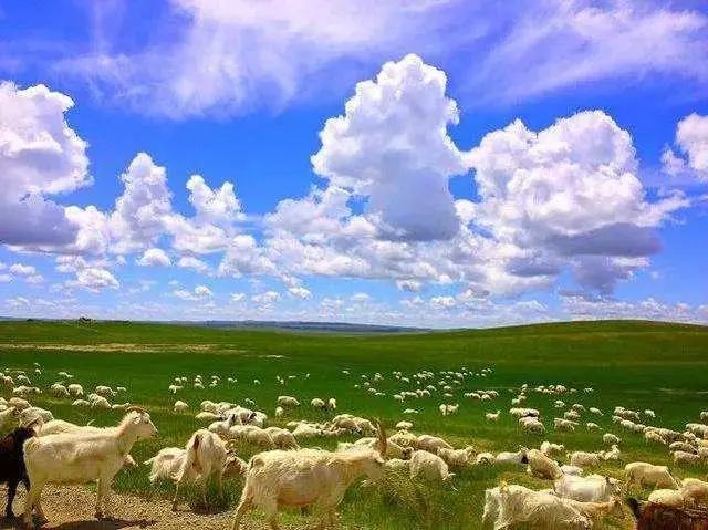 阳光草原鲜羊奶图片
