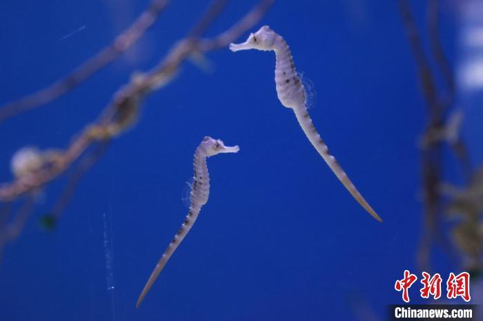 新年奇特鱼展亮相南京海底世界展年年有余鱼