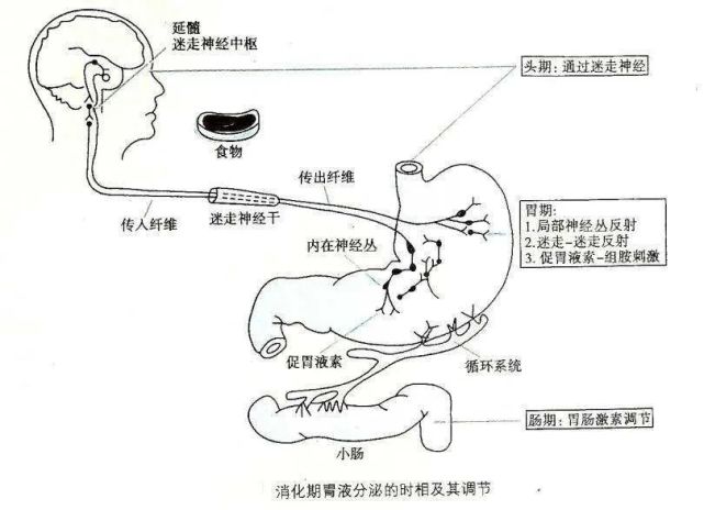 內臟食物對胃功能的調節