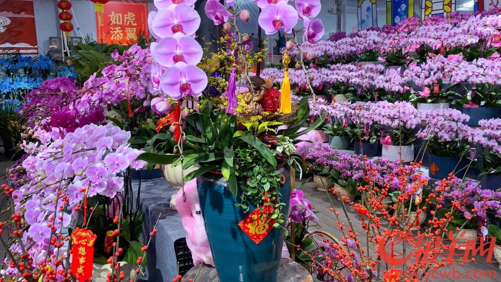 老广贺春买年花广州岭南花卉市场好热闹