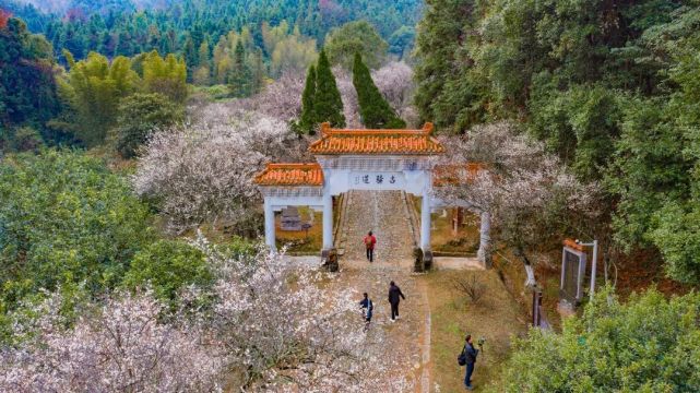 江西大余梅花大观园图片