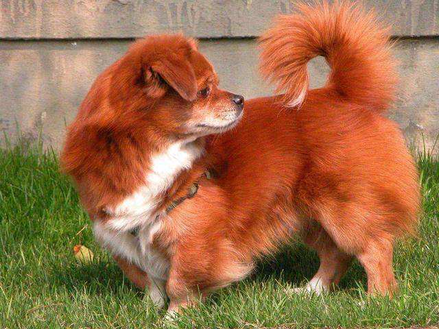 狗一旦兴奋或者开心,就是一直摇尾巴,这是为什么?