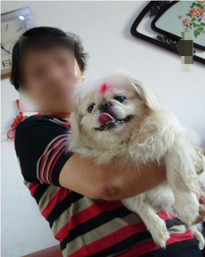 1983年,四川一条京八狗开口说话,被研究所买去,这是真还是假