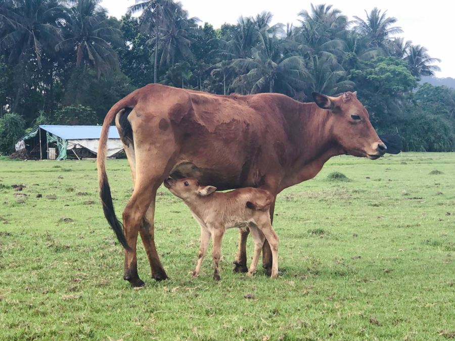 海南猫冬散记之十五牛妈妈牛宝宝