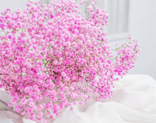 粉色满天星有着少女独特的浪漫情怀,它就像少女的爱情一样,永远都不会