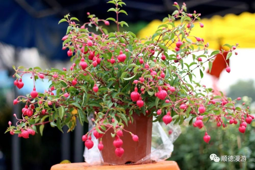 伦教鸡洲市场年花年桔