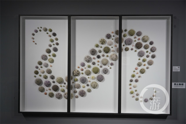 昆虫标本组成的艺术品什么样?春节来重庆美术馆领略这场视觉盛宴吧!