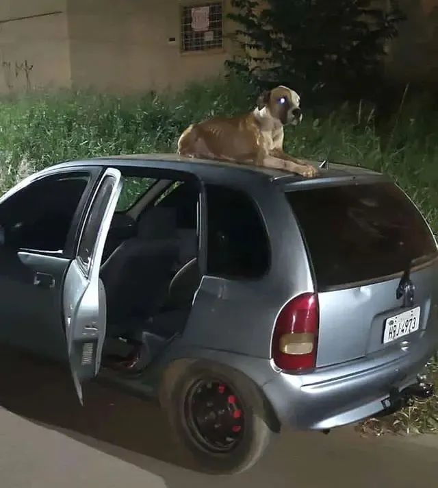 流浪狗霸佔被盜汽車誰都不許靠近卻對初次見面的車主異常友好