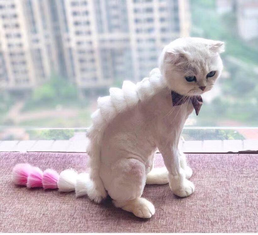 千万不要给猫咪剃毛猫咪会记恨你的