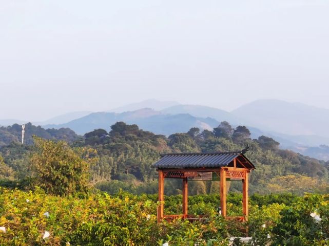 良田美景,"乐"在其中!这个中国美丽休闲乡村,芭乐走俏餐饮市场!