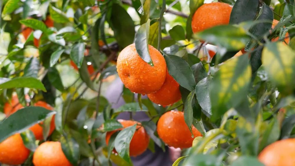 说到柑,就不得不聊一聊蕉柑,沃柑,聊到了蕉柑,沃柑,我们不妨再看看广