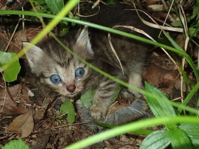 所以看起来几乎都是花的,而野猫的种类也是比较多的,所以这里的花野猫
