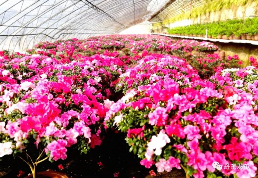 新春走基层 走上幸福 花路 腾讯新闻