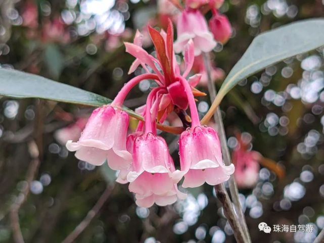 吊鐘花,作為吉祥的象徵,花期又在春節前後,為廣東一帶傳統的年花.