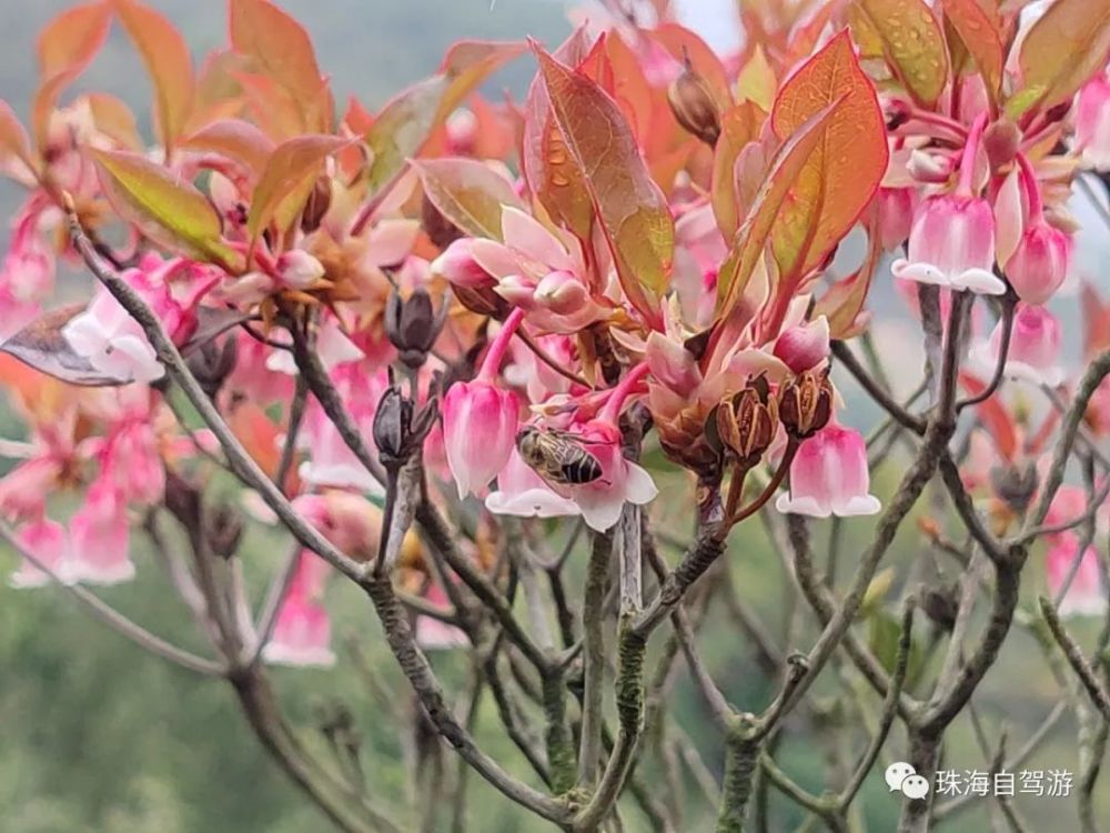 鳳凰山吊鐘花開了