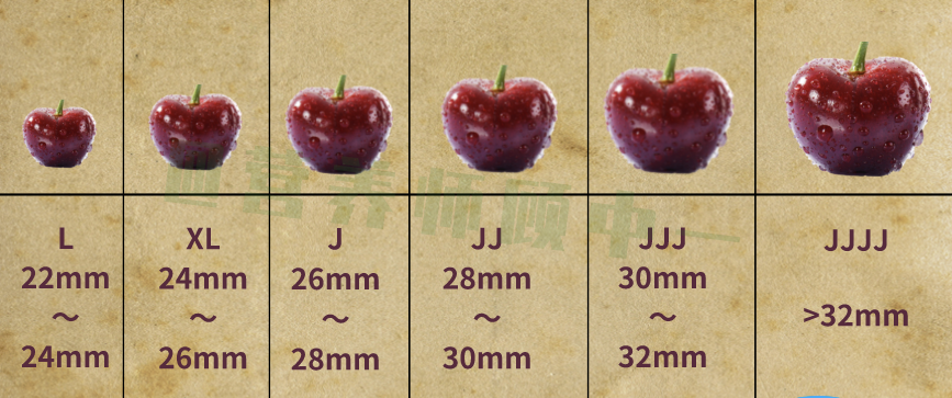 车厘子一天最多吃多少你买的是哪个等级的