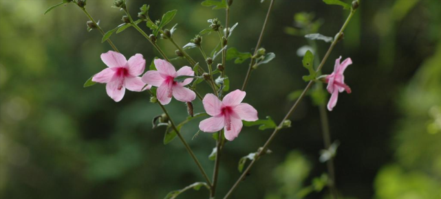 这种植物的名字叫梵天花看看它都有什么用途