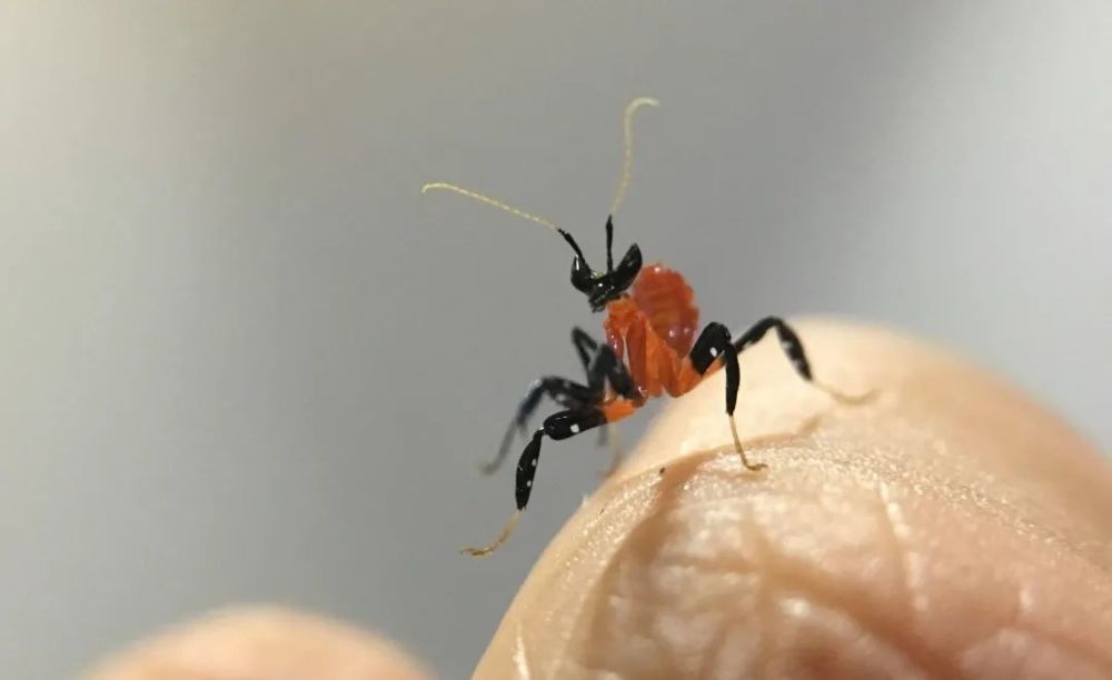 兰花螳螂的宝宝们你见过吗?妈妈吃蟑螂和飞蛾……_腾讯新闻