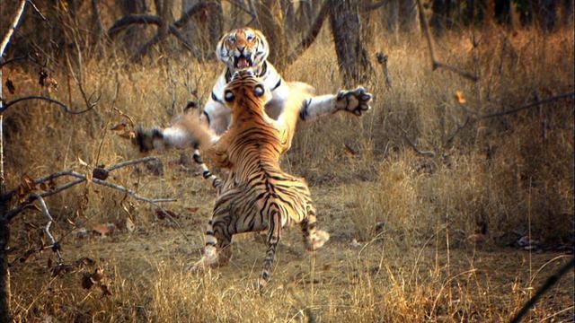 泰森一拳可达800公斤重拳打在狮虎熊的头上会怎么样