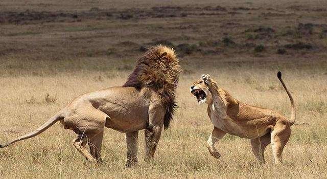 泰森一拳可达800公斤重拳打在狮虎熊的头上会怎么样