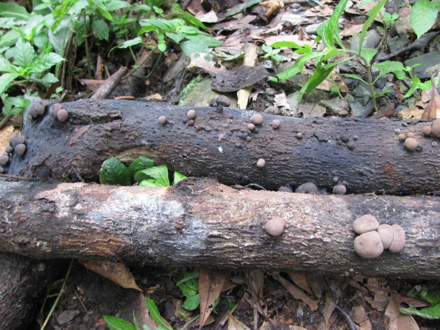 湖湘自然历丨叫炭球的蘑菇能生火