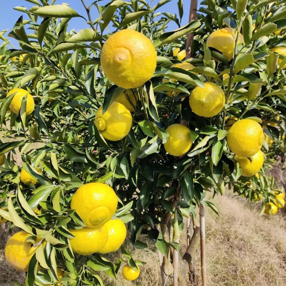 徒手就能剥的黄金贡柚汁水充盈味道沁甜好吃