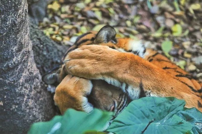 虎年将至一波萌虎表情包来袭