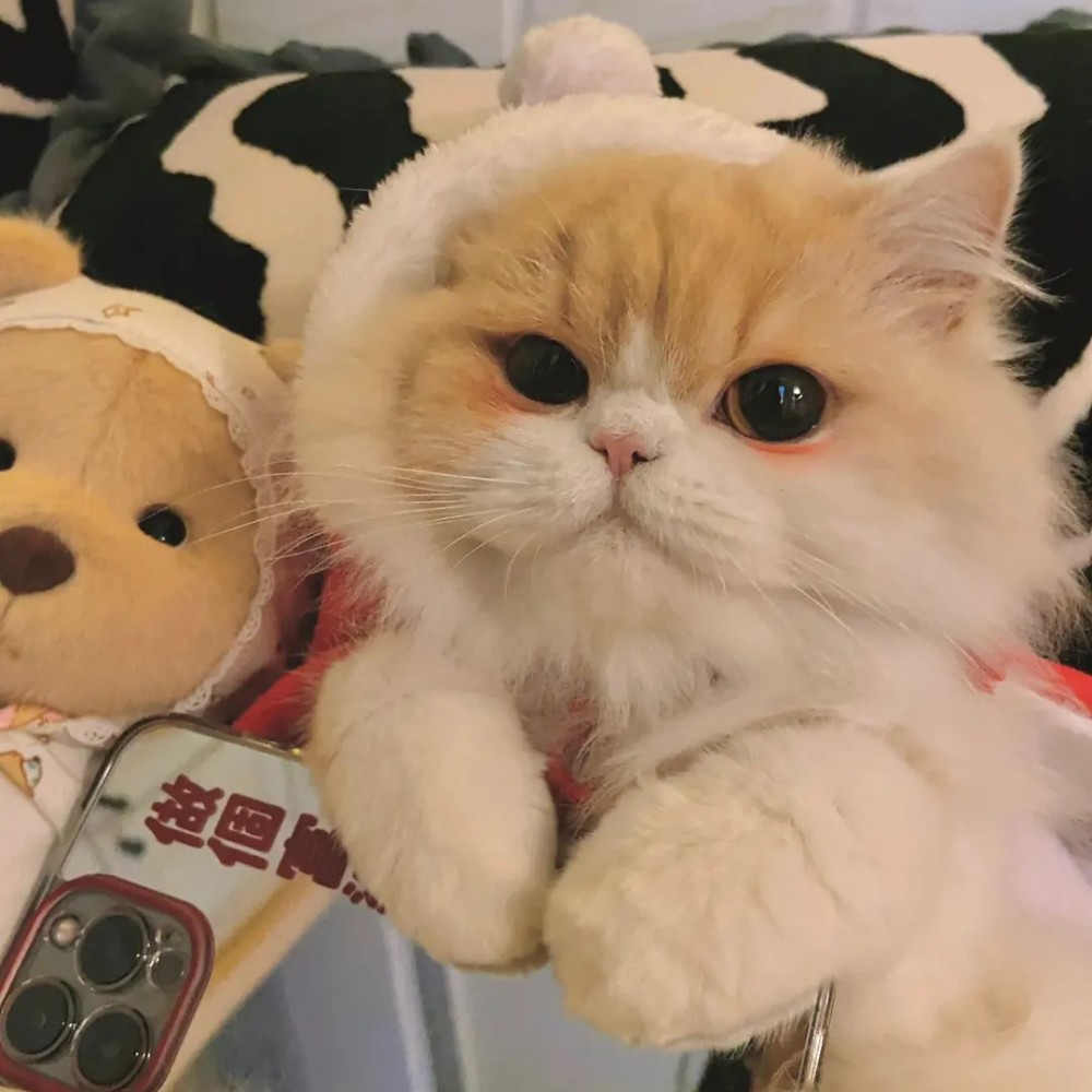 微信头像喵星人专属头像