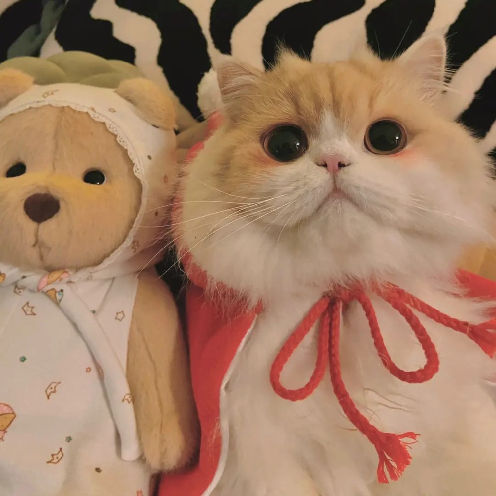 微信头像喵星人专属头像