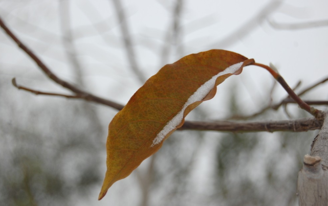 文荟‖山中初雪