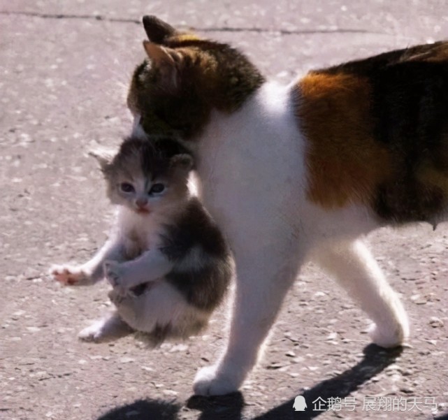 猫明明非常灵活为何人们拎起它后颈肉的时候它就不会动了