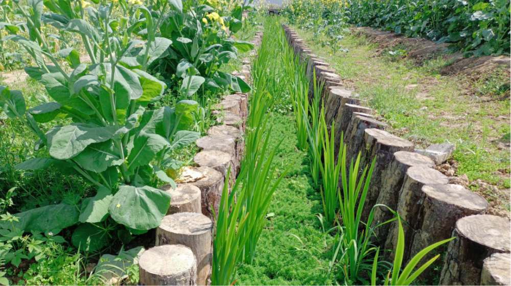 氮磷生态拦截沟渠是在确保农田排水沟渠排涝,排渍或防治土壤盐碱化等