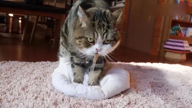 猫咪为什么会踩奶,有几种含义?