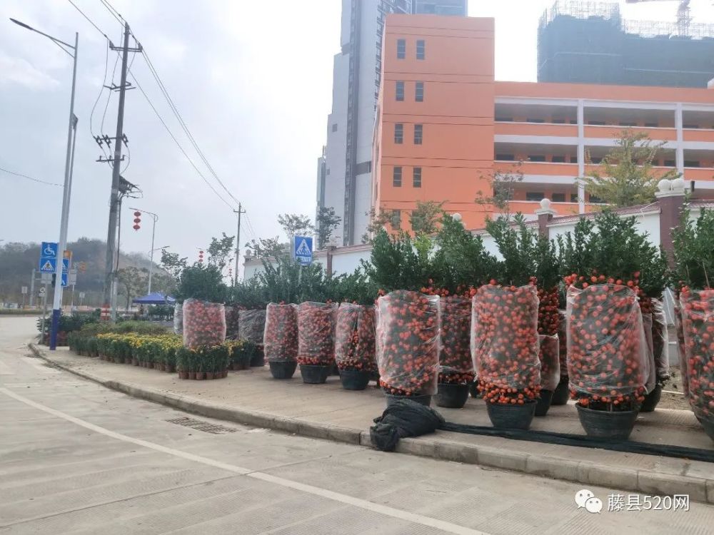 買年貨行花街掛燈籠藤縣年味漸濃返藤人員還需要注意