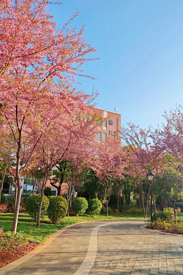 与保山学院来一场樱花之约吧