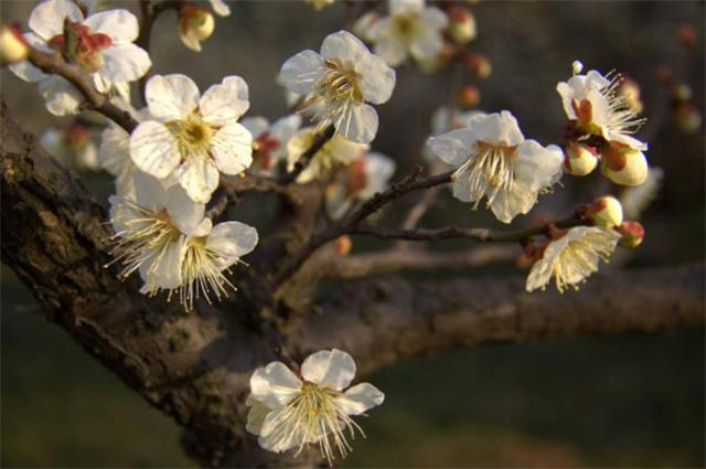 高启《梅花九首》其四其五赏读:春风未动枝先觉,夜月初来树欲空