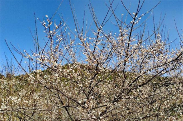 高启《梅花九首》其四其五赏读:春风未动枝先觉,夜月初来树欲空