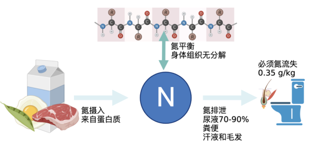丢失:即便完全不吃蛋白质,每日也会从尿液,粪便和其他途径丢失氮元素