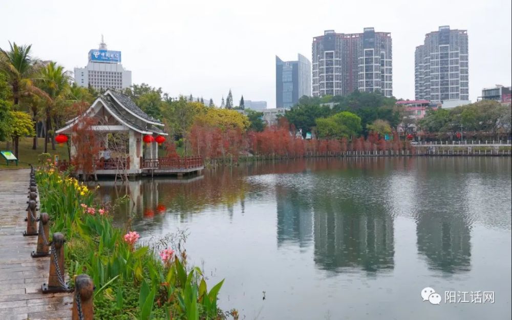 雨中鸳鸯湖公园美景红灯笼红水杉白鹭灵芝年味浓浓