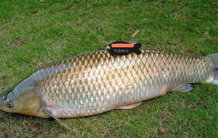 安徽一家钓场被查封30人因钓鱼被抓一条标鱼高达十几万