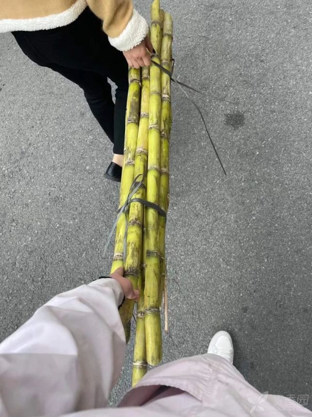年终竟然发一捆甘蔗?你们医院有发这些奇葩年货吗?