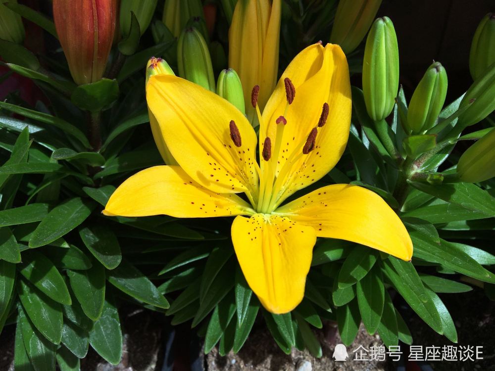1月24日 30日星座运势 广纳善言 喜讯频传的四大星座 腾讯新闻