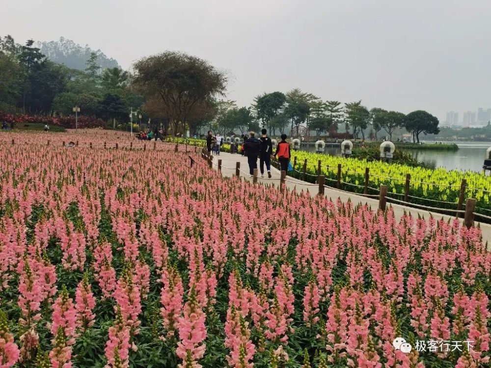 顺德顺峰山公园花海图片