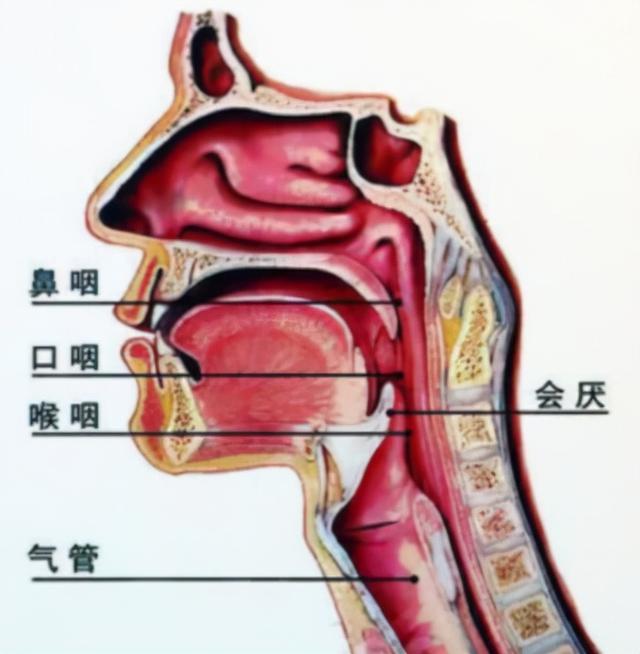 几个进化上的缺陷,让我们妥协了(下)|气管|人体