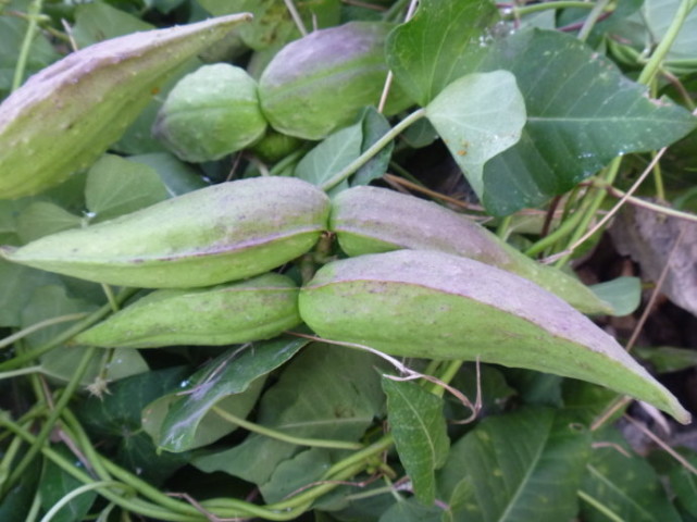 中药古今研究:萝藦