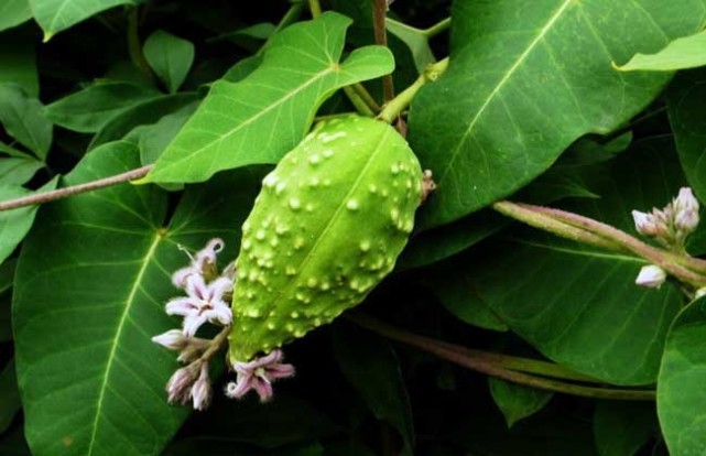 中药古今研究:萝藦