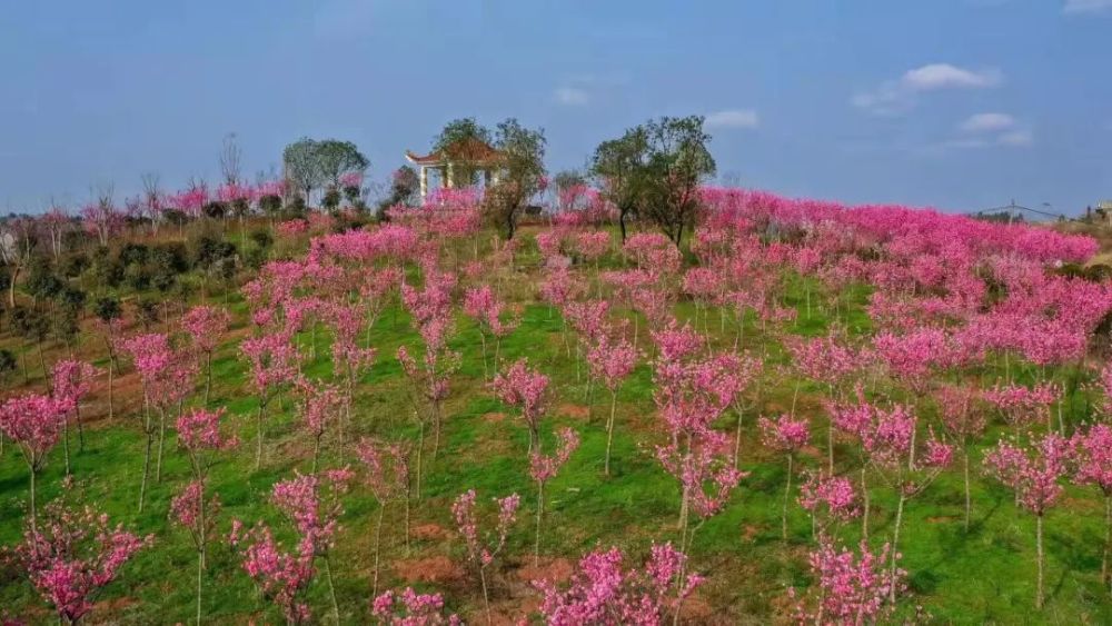 花湖洞天景区红梅观赏季来了