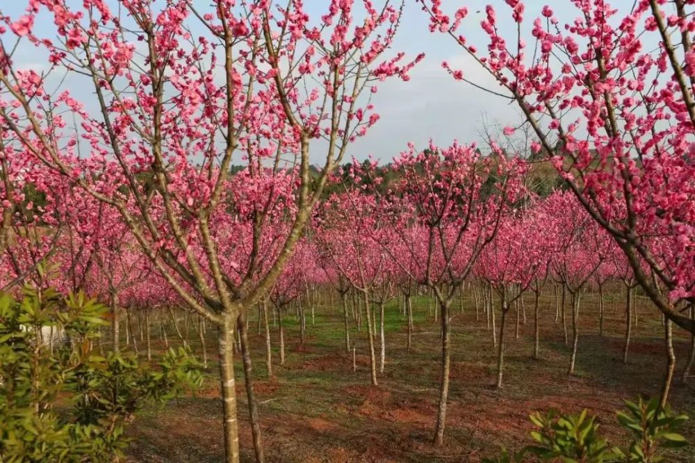 整片景区花和梅花都悄然绽放游梅园,资中花湖洞天景区,让您步入一幅