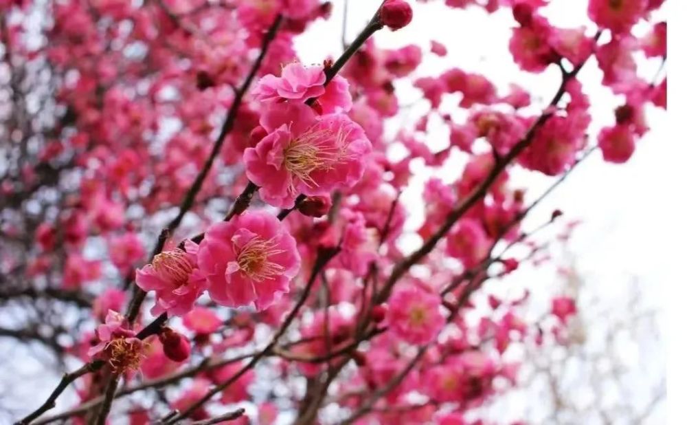 才有梅花便不同整片景区花和梅花都悄然绽放游梅园,资中花湖洞天景区